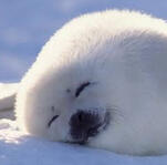 Seals