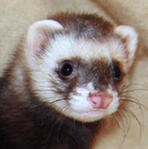 Ferrets