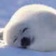 Seals