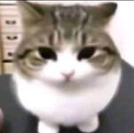 Cats/Kittens