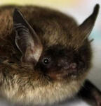 Bats